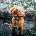 G12 Smart GPS pet tracker: Mini, waterproof, anti - loss collar for dogs & cats