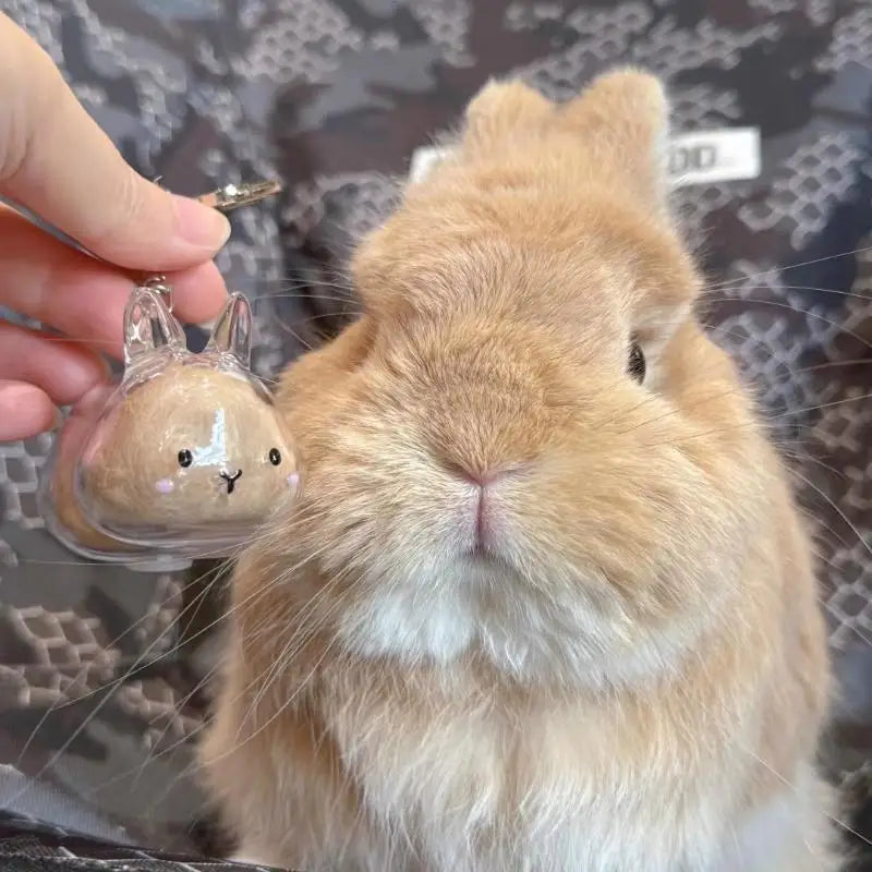 Cartoon Pet Hair Memorial Transparent Storage Box Keychain | Cute Animal Rabbit Fur Organizer Keychain Bag Pendant